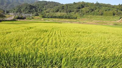 画像2: 【梅酒】 天山  梅酒 11度  720ml 